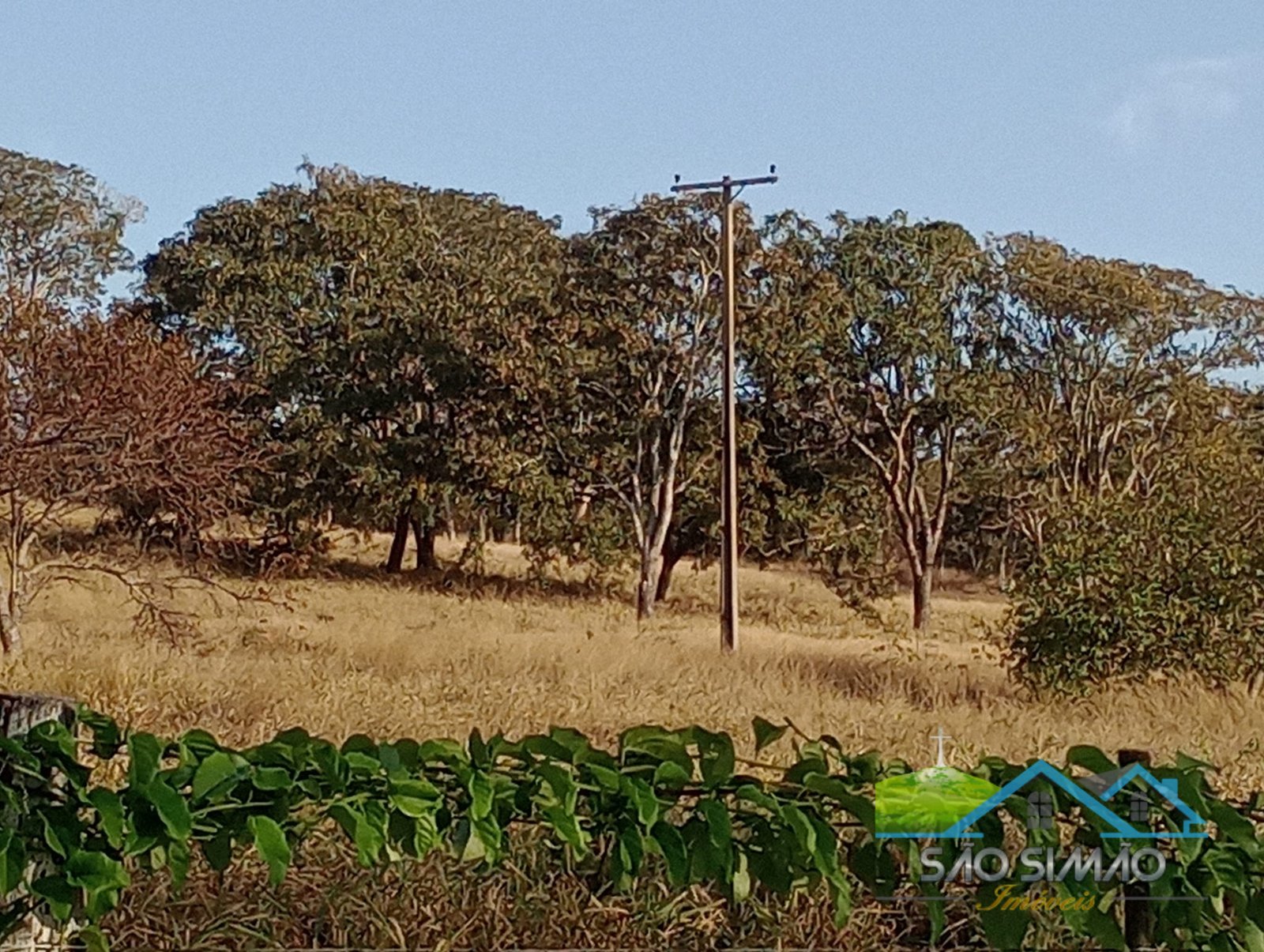 Sítio a venda em São Simão SP,  oportunidade rara