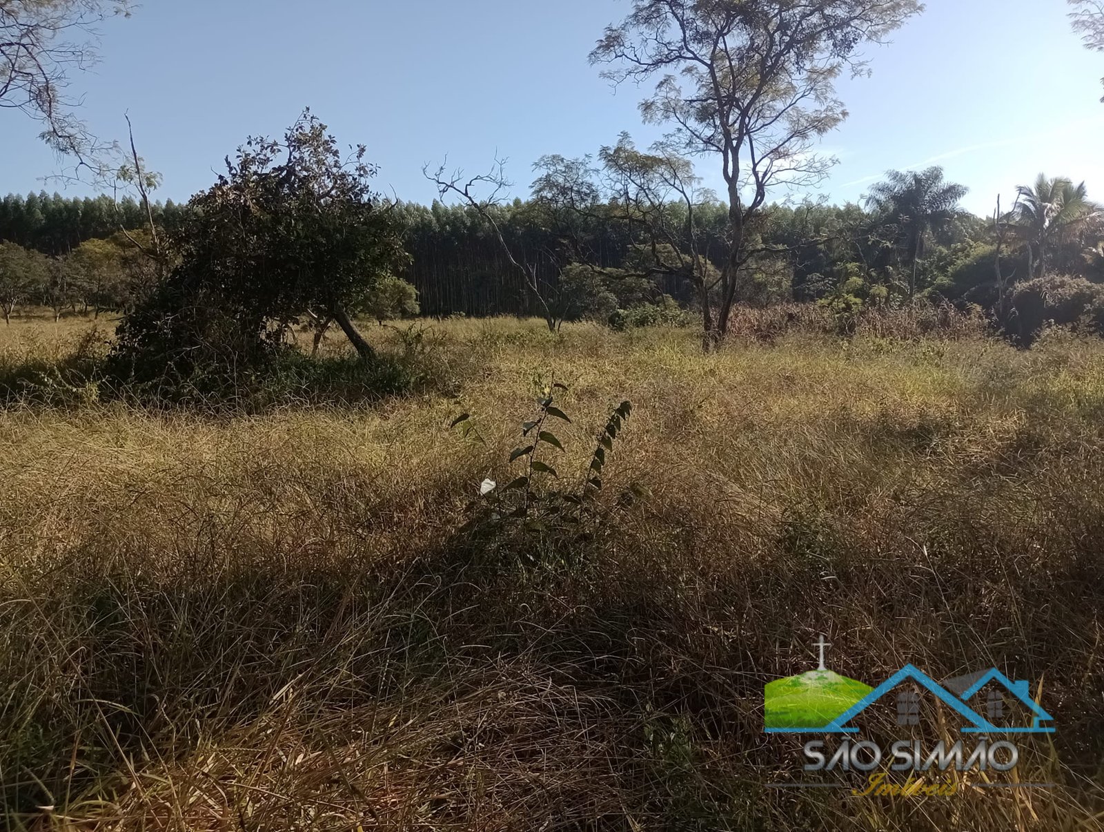 Sítio 5 alqueires a venda em São Simão SP