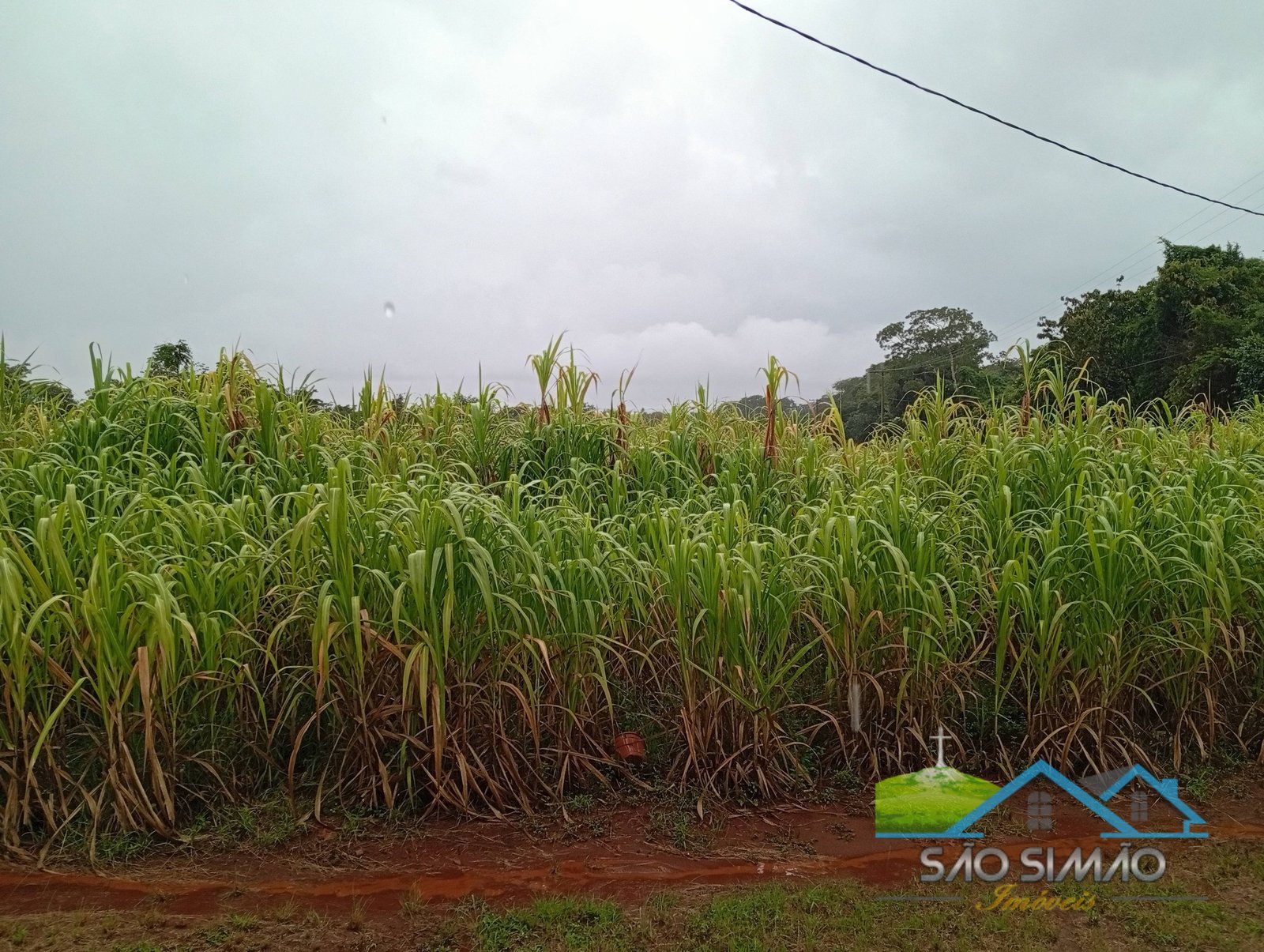 SÍTIO a venda em São Simão SP a 5 km da cidade