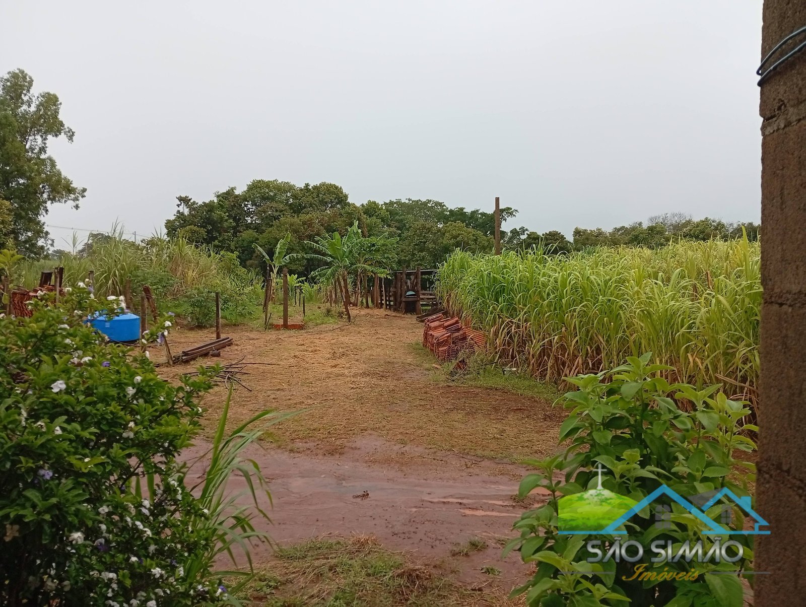 SÍTIO a venda em São Simão SP a 5 km da cidade