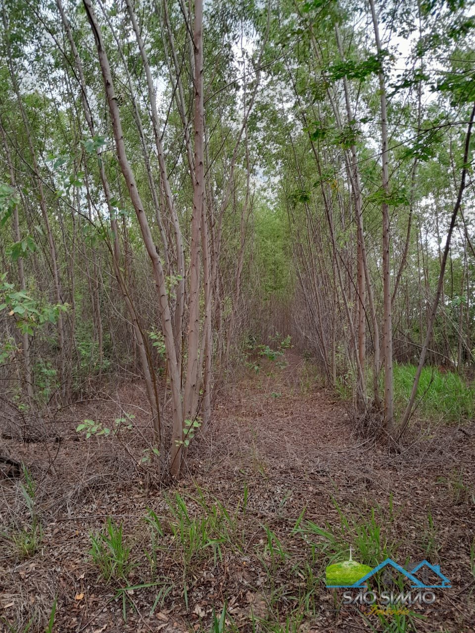 Sítio cinematográfico a venda em Tambaú SP